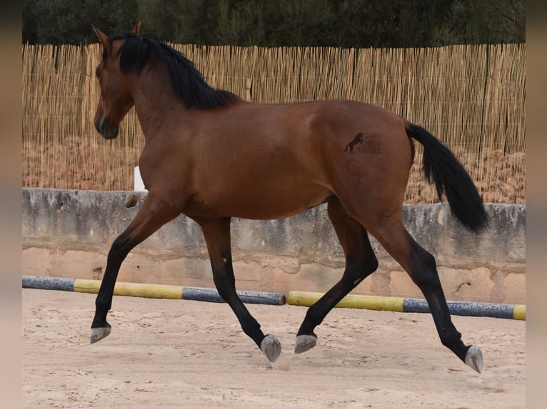 PRE Hengst 1 Jaar 165 cm Bruin in Mallorca