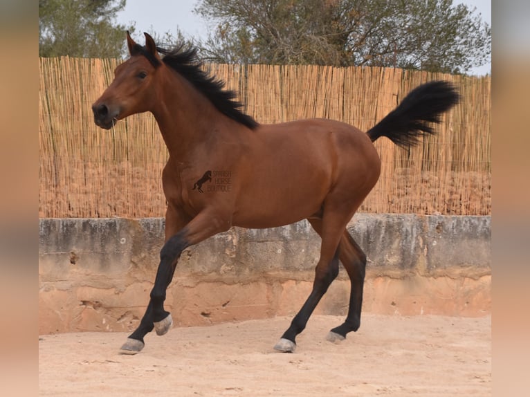 PRE Hengst 1 Jaar 165 cm Bruin in Mallorca