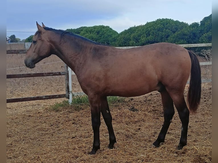 PRE Mix Hengst 1 Jaar 165 cm Buckskin in Tarifa