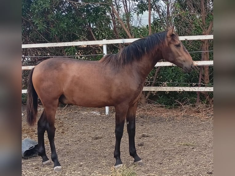 PRE Mix Hengst 1 Jaar 165 cm Buckskin in Tarifa