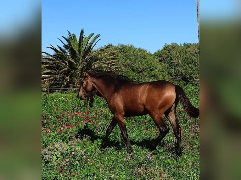 PRE Hengst 1 Jaar 165 cm Buckskin in Pedro Valiente