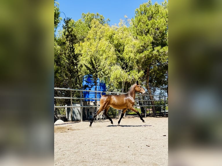 PRE Hengst 1 Jaar 165 cm Donkerbruin in Archena