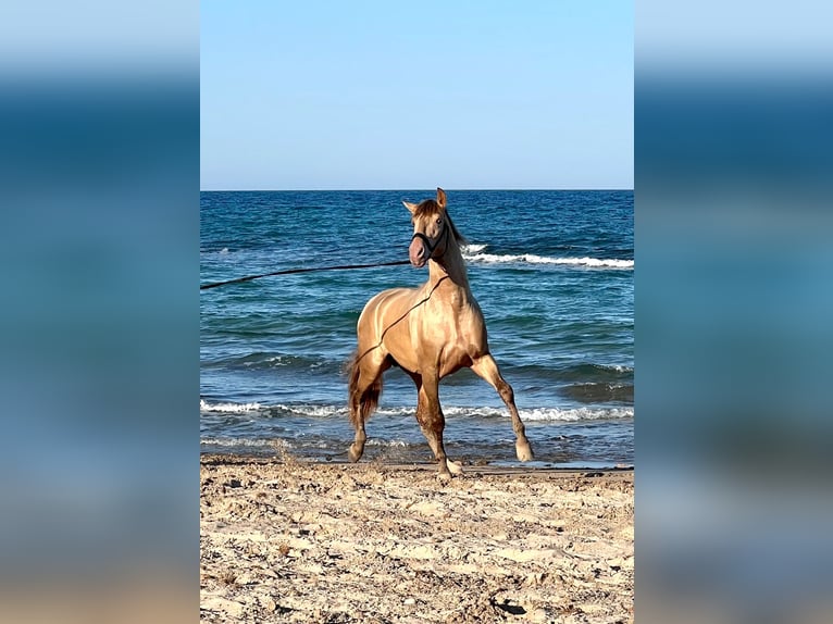 PRE Hengst 1 Jaar 165 cm Donkerbruin in Archena