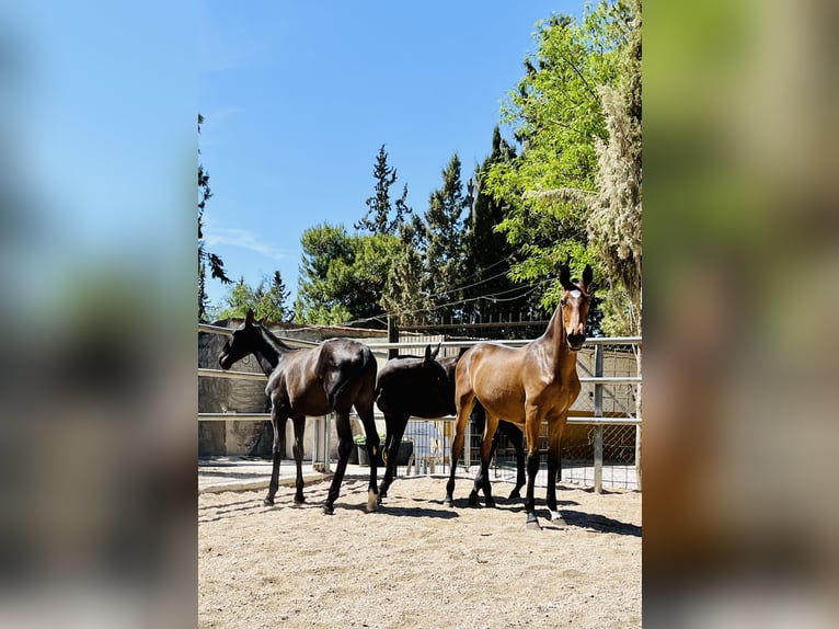 PRE Hengst 1 Jaar 165 cm Donkerbruin in Archena