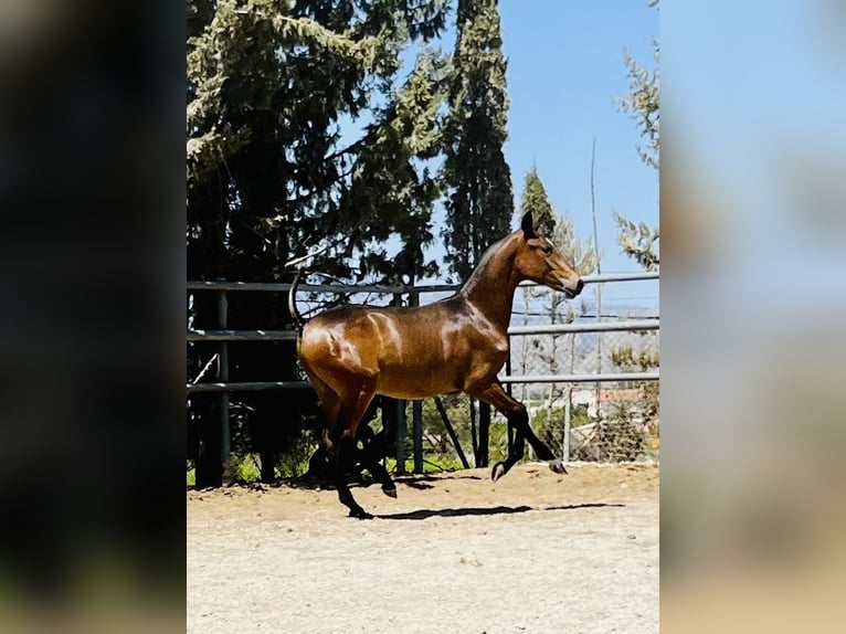 PRE Hengst 1 Jaar 165 cm Donkerbruin in Archena