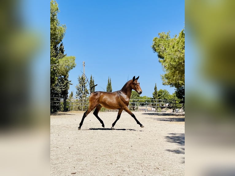 PRE Hengst 1 Jaar 165 cm Donkerbruin in Archena