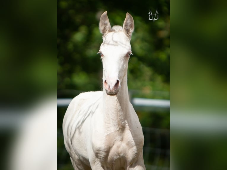 PRE Hengst 1 Jaar 165 cm Falbe in La Vespière-Friardel