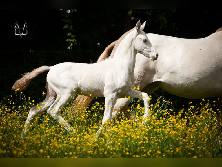 PRE Hengst 1 Jaar 165 cm Falbe in La Vespière-Friardel