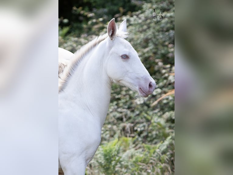 PRE Hengst 1 Jaar 165 cm Falbe in La Vespière-Friardel