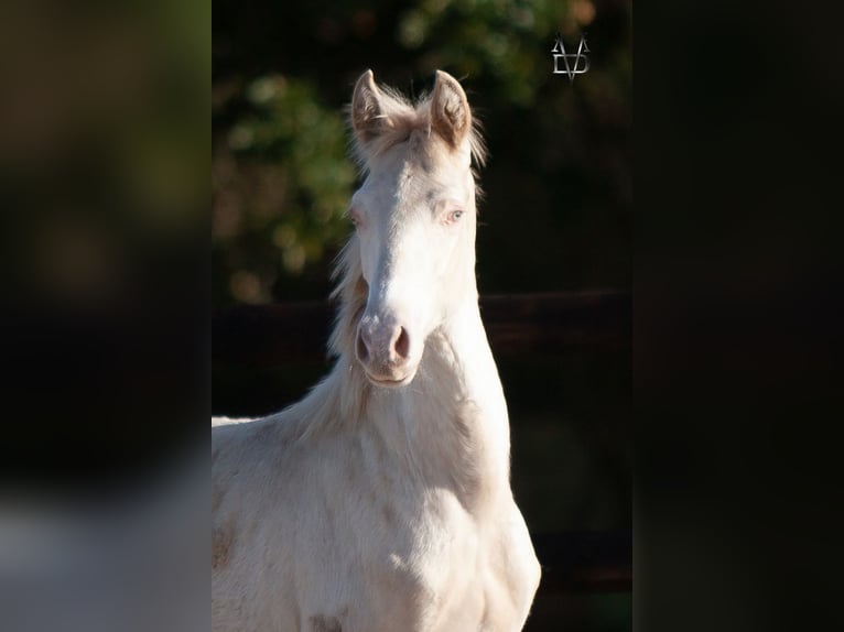 PRE Hengst 1 Jaar 165 cm Falbe in La Vespière-Friardel