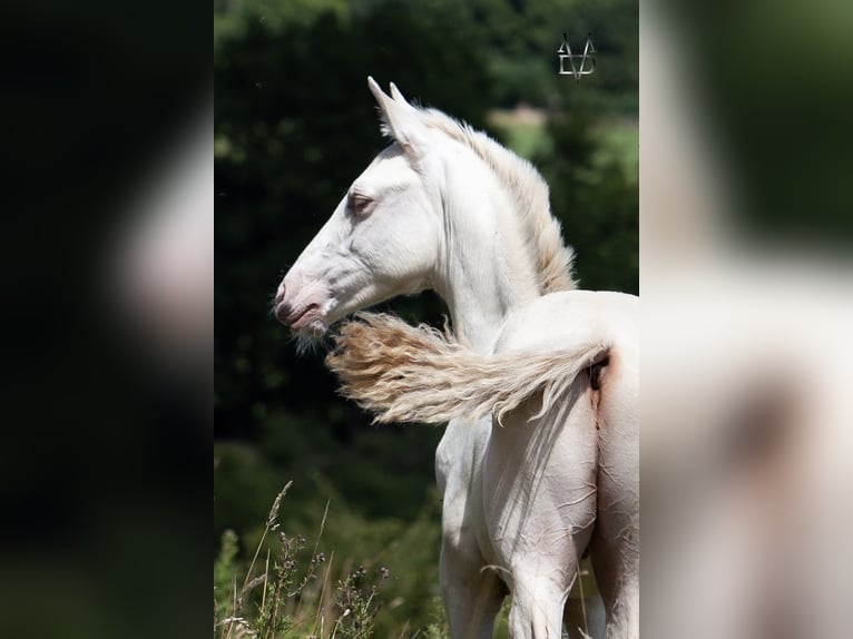 PRE Hengst 1 Jaar 165 cm Falbe in La Vespière-Friardel