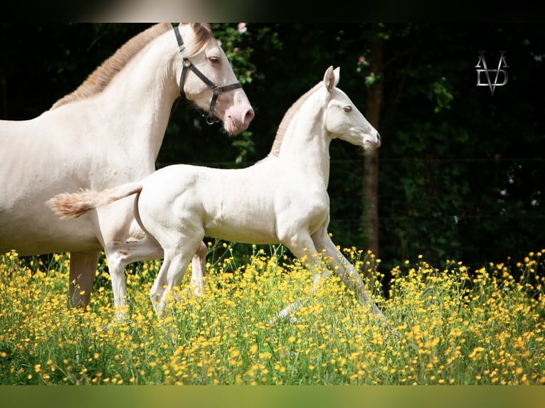 PRE Hengst 1 Jaar 165 cm Falbe in La Vespière-Friardel
