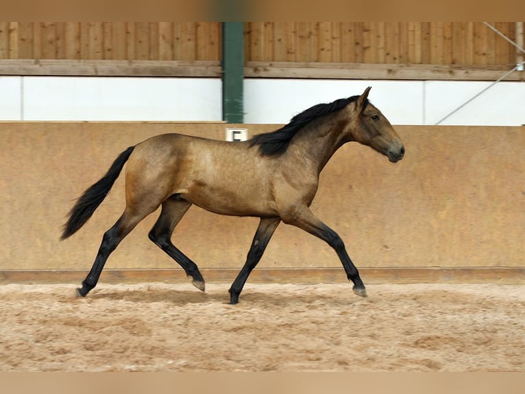 PRE Mix Hengst 1 Jaar 165 cm Falbe in Waldhölzbach