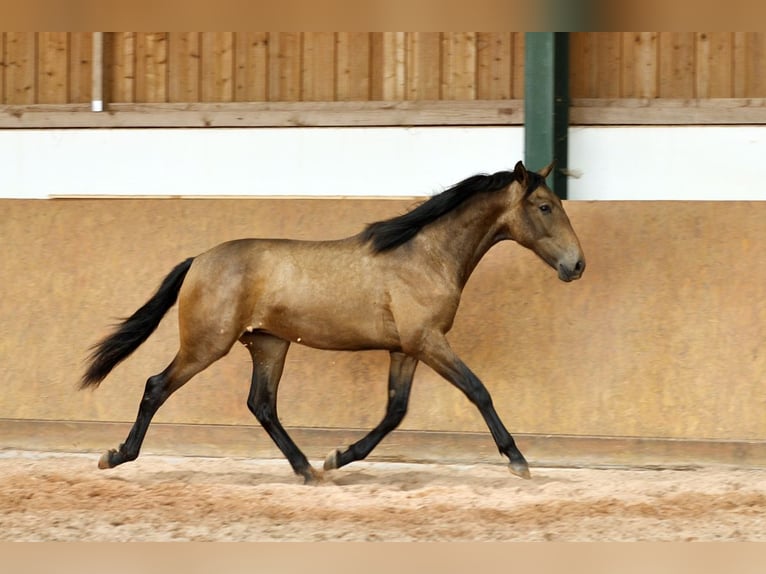 PRE Mix Hengst 1 Jaar 165 cm Falbe in Waldhölzbach