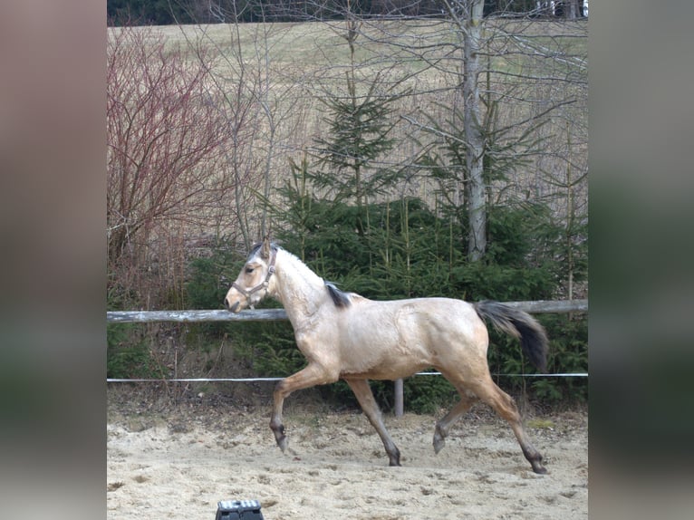 PRE Hengst 1 Jaar 165 cm Falbe in Wegscheid