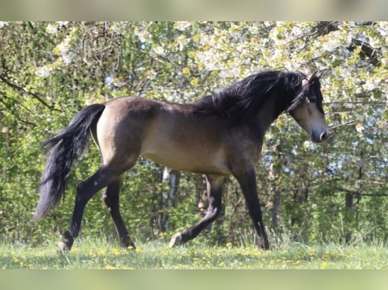 PRE Hengst 1 Jaar 165 cm Falbe in Wegscheid