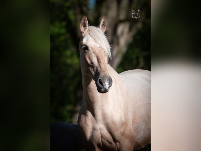 PRE Mix Hengst 1 Jaar 165 cm Palomino in La Vespière-Friardel