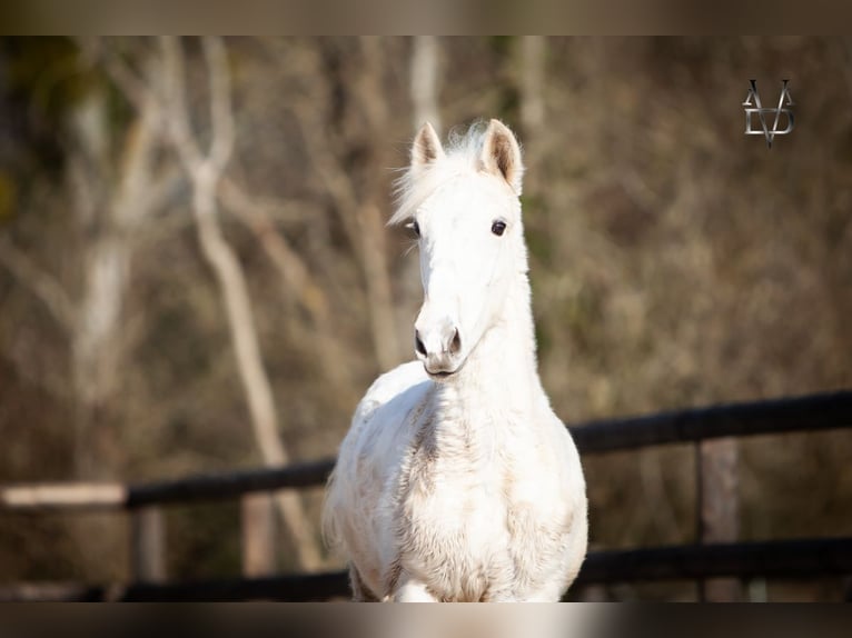 PRE Mix Hengst 1 Jaar 165 cm Palomino in LA VESPIÈRE