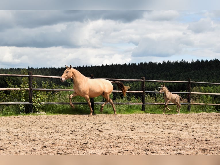 PRE Hengst 1 Jaar 165 cm Pearl in Dochamps