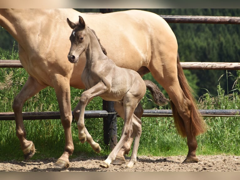 PRE Hengst 1 Jaar 165 cm Pearl in Dochamps