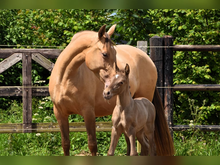 PRE Hengst 1 Jaar 165 cm Pearl in Dochamps