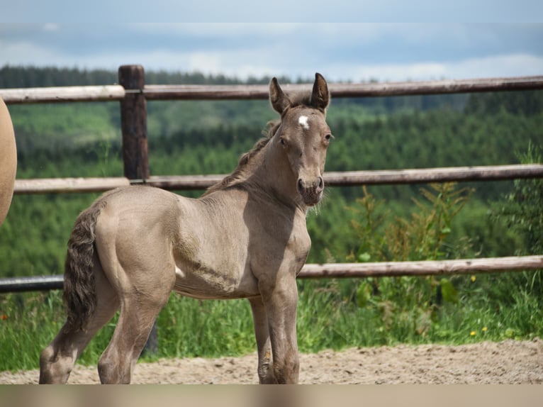 PRE Hengst 1 Jaar 165 cm Pearl in Dochamps