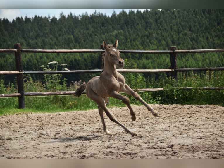 PRE Hengst 1 Jaar 165 cm Pearl in Dochamps