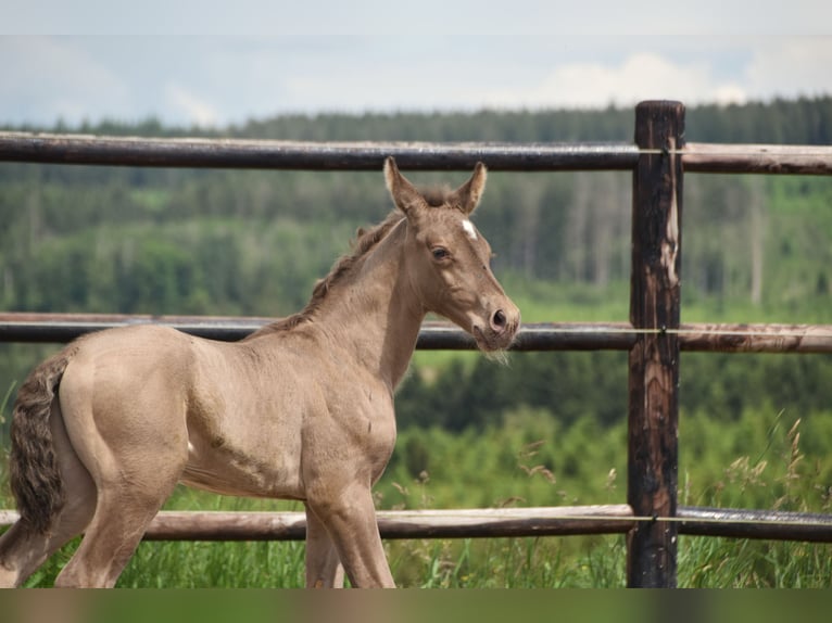 PRE Hengst 1 Jaar 165 cm Pearl in Dochamps