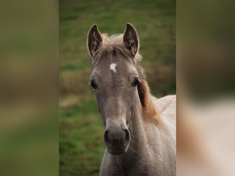 PRE Hengst 1 Jaar 165 cm Pearl in Dochamps