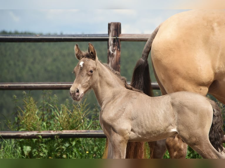 PRE Hengst 1 Jaar 165 cm Pearl in Dochamps