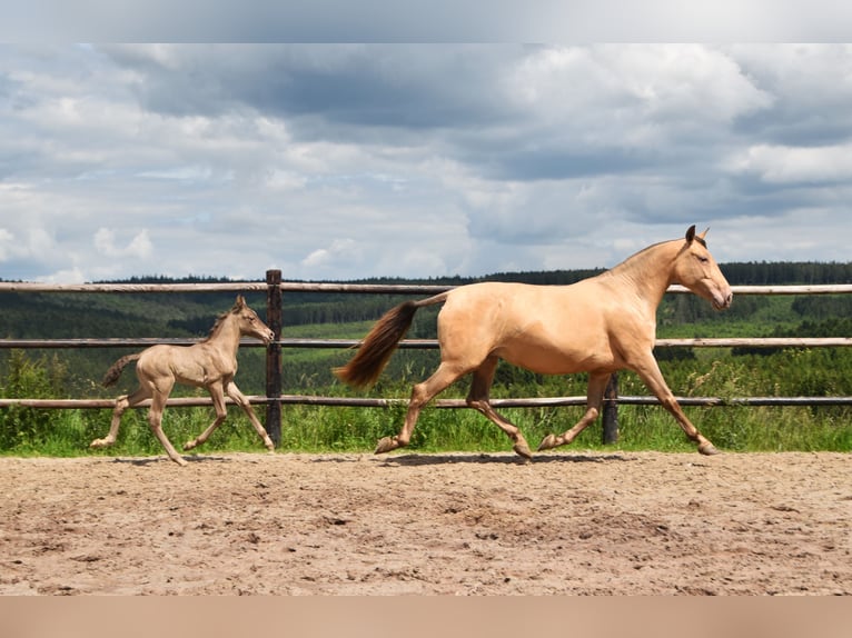 PRE Hengst 1 Jaar 165 cm Pearl in Dochamps