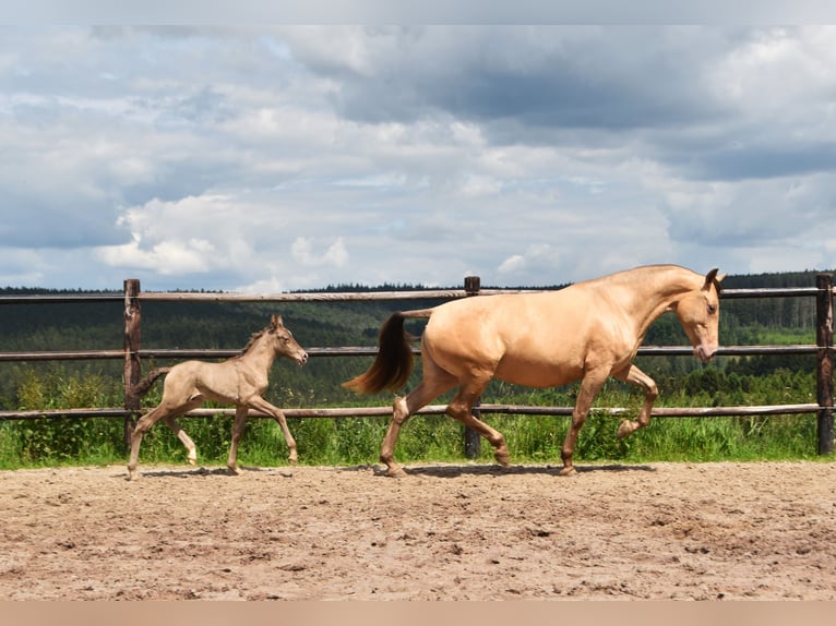 PRE Hengst 1 Jaar 165 cm Pearl in Dochamps