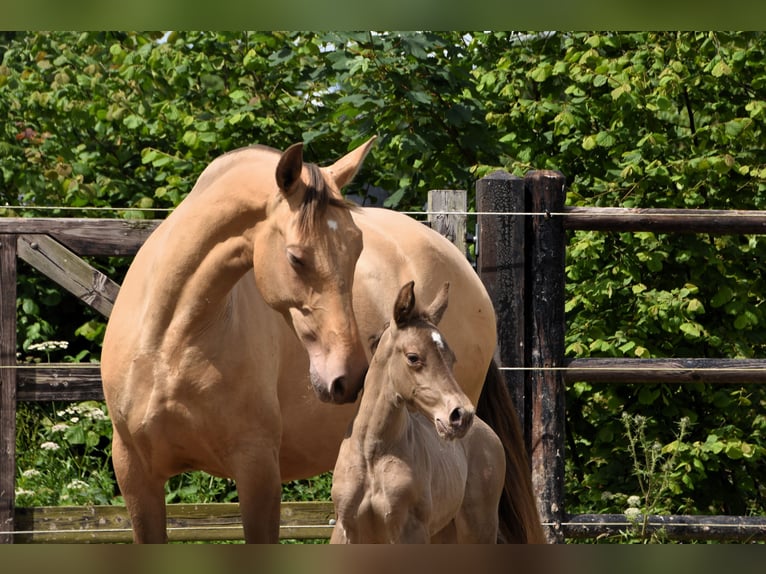 PRE Hengst 1 Jaar 165 cm Pearl in Dochamps