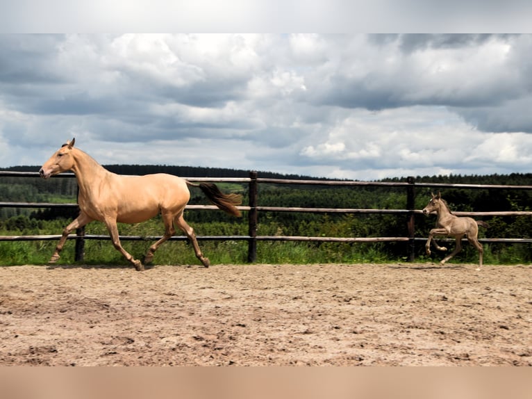 PRE Hengst 1 Jaar 165 cm Pearl in Dochamps