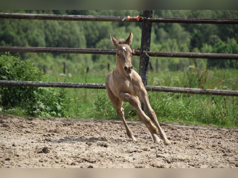 PRE Hengst 1 Jaar 165 cm Pearl in Dochamps