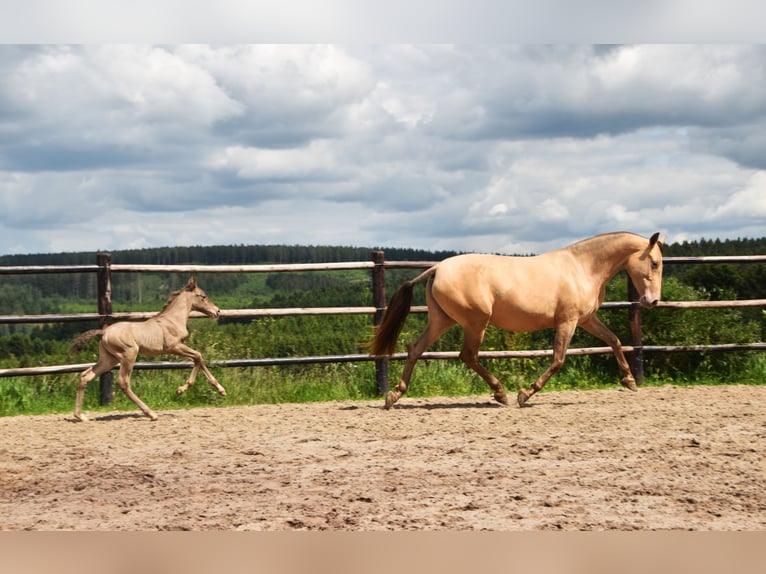 PRE Hengst 1 Jaar 165 cm Pearl in Dochamps