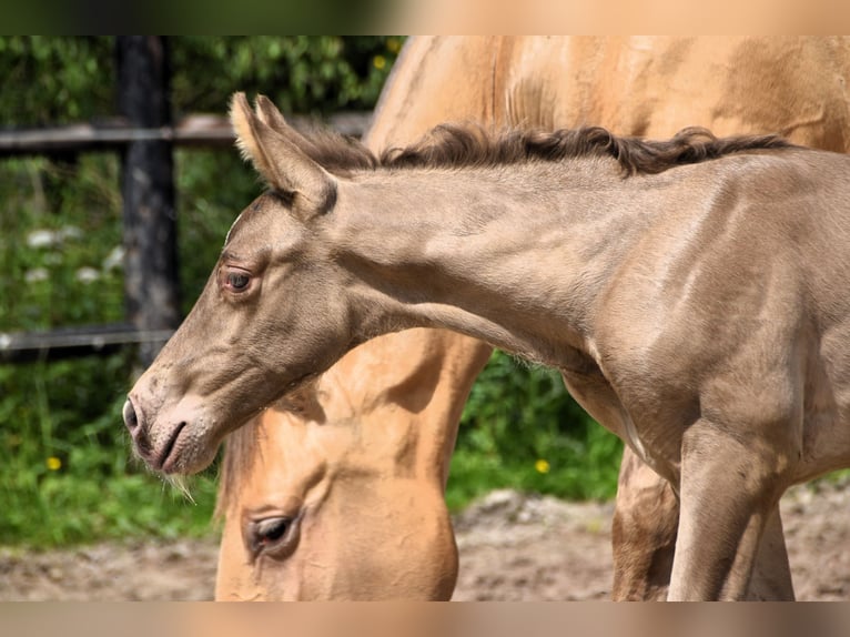 PRE Hengst 1 Jaar 165 cm Pearl in Dochamps