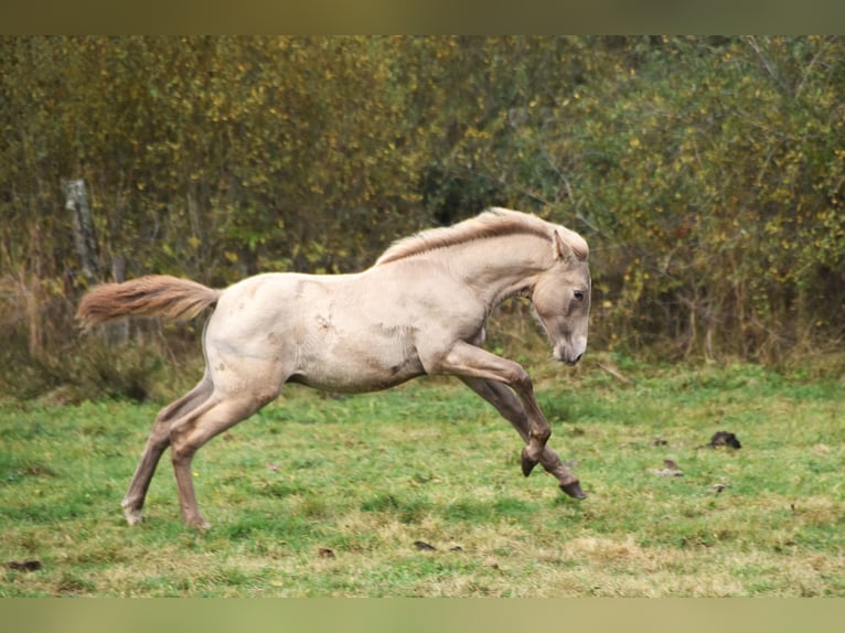 PRE Hengst 1 Jaar 165 cm Pearl in Dochamps