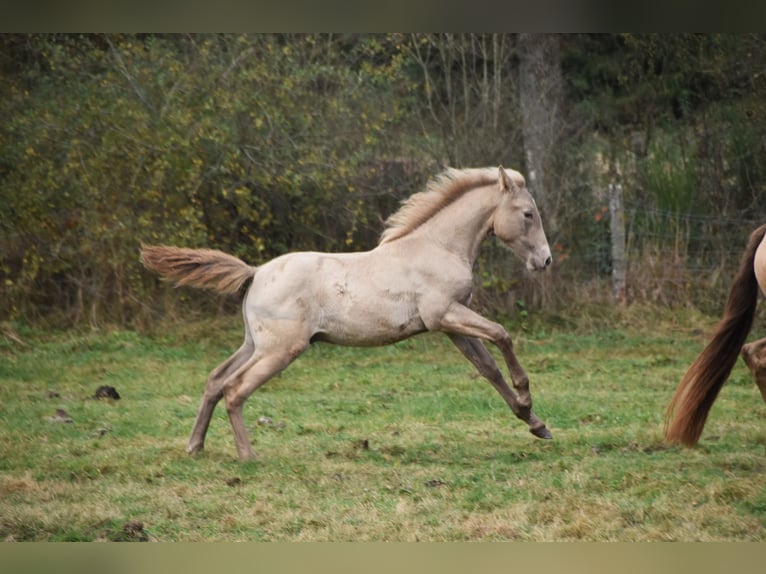 PRE Hengst 1 Jaar 165 cm Pearl in Dochamps