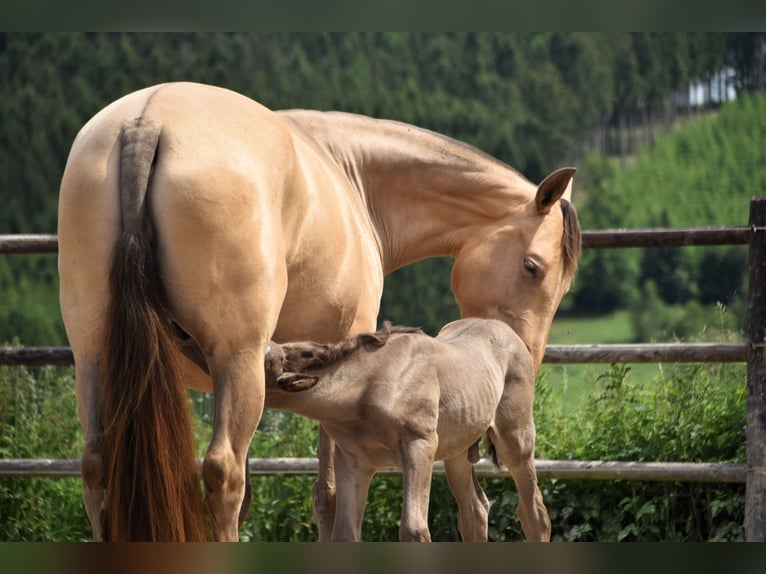 PRE Hengst 1 Jaar 165 cm Pearl in Dochamps