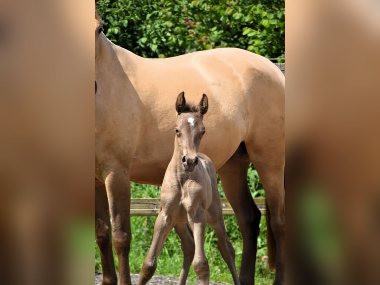 PRE Hengst 1 Jaar 165 cm Pearl in Dochamps