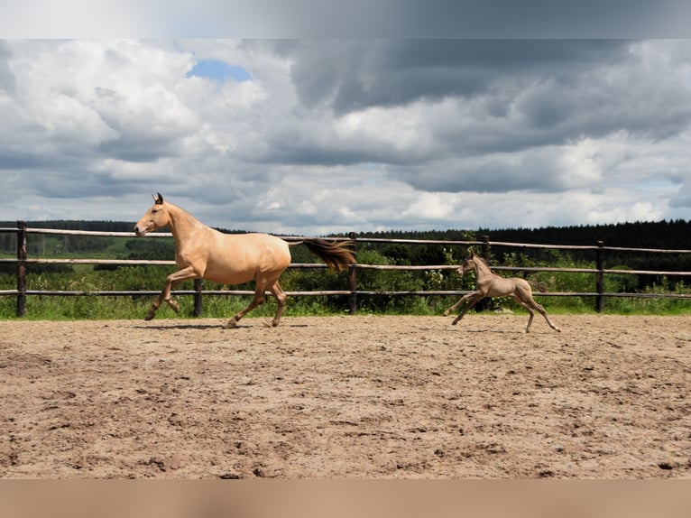 PRE Hengst 1 Jaar 165 cm Pearl in Dochamps