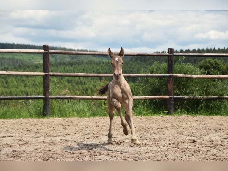 PRE Hengst 1 Jaar 165 cm Pearl in Dochamps