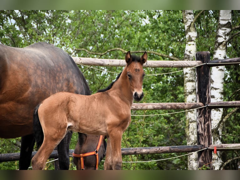 PRE Hengst 1 Jaar 165 cm Roodbruin in Dochamps