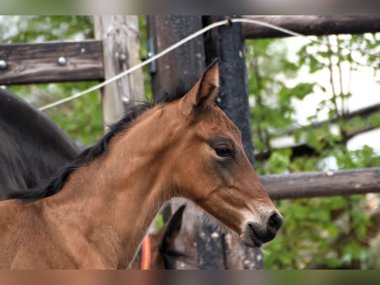 PRE Hengst 1 Jaar 165 cm Roodbruin in Dochamps