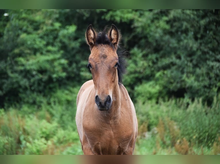 PRE Hengst 1 Jaar 165 cm Roodbruin in Dochamps