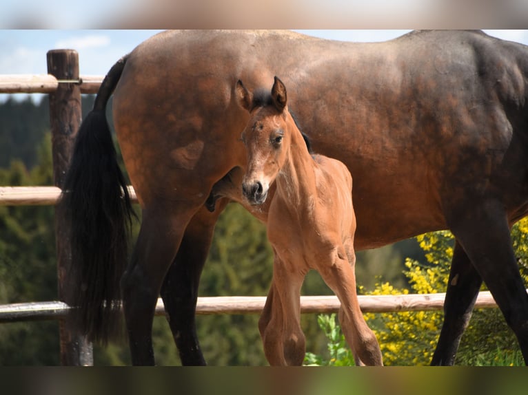 PRE Hengst 1 Jaar 165 cm Roodbruin in Dochamps