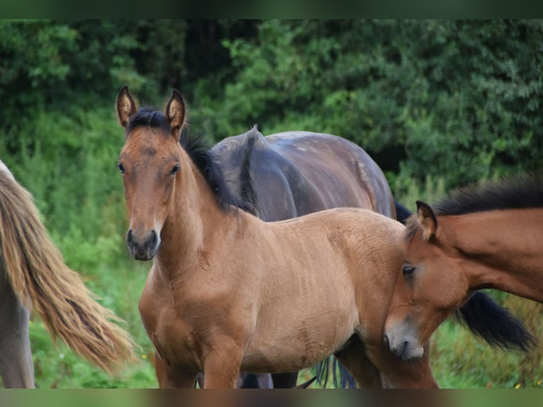 PRE Hengst 1 Jaar 165 cm Roodbruin in Dochamps