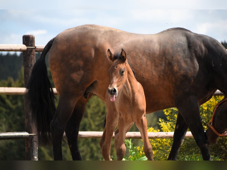 PRE Hengst 1 Jaar 165 cm Roodbruin in Dochamps