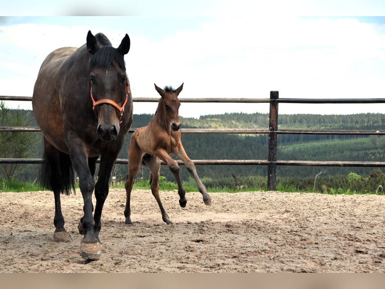 PRE Hengst 1 Jaar 165 cm Roodbruin in Dochamps